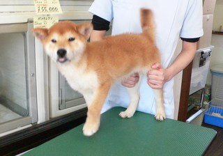 柴犬