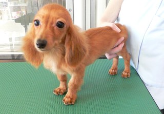 カニンヘンダックス