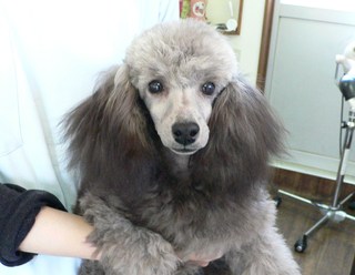 トイプードル