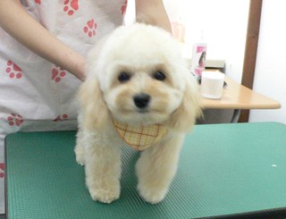 ララくん