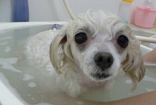 チロルちゃん