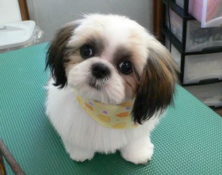 みかんちゃん＆ももちゃん