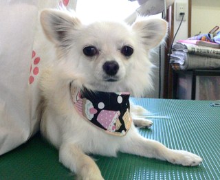 ミルクくん