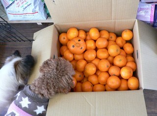 みかん