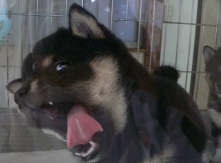 ガラス越しから・・・