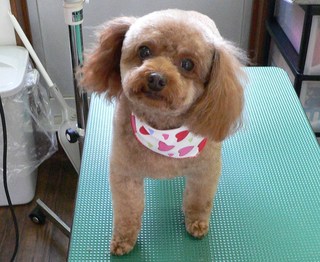 モモちゃん