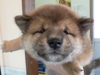 柴犬