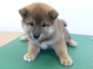 柴犬