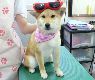 ももちゃん