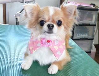 ハッピーちゃん