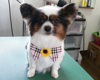 ハナちゃん