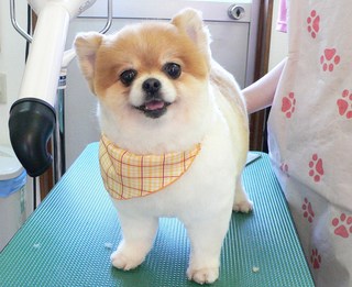 オレンジちゃん