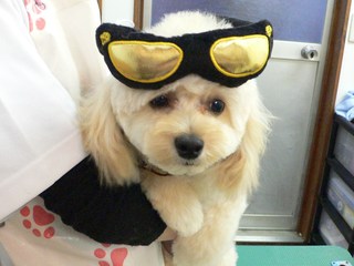 ララくん