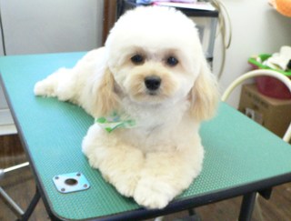ララくん