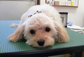 ララくん