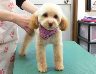 ココちゃん