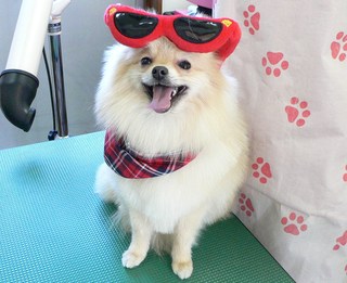 サンちゃん