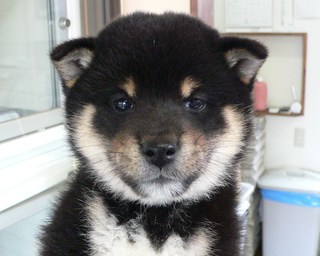 柴犬
