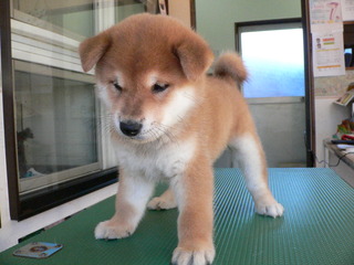 柴犬