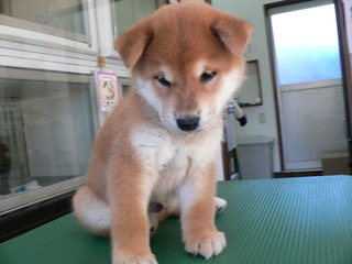 柴犬