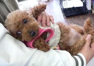 ミキちゃん