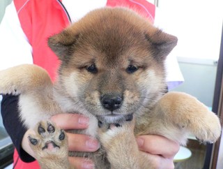 柴犬