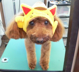 てこくん