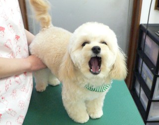 ララくん