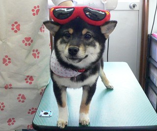 ゆきちゃん