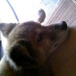 番犬チョロの お悩み!?