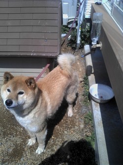 愛犬