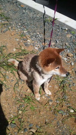 バリカン