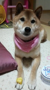 うまそう・・・