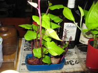 観葉植物 2012/09/20 09:56:48