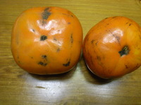 嬉しい秋の味覚 2011/10/31 23:16:47