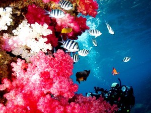湾内：水中写真