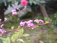 ちっちゃい秋　み~つけた！