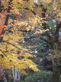 紅葉・・・20連発　（前編）