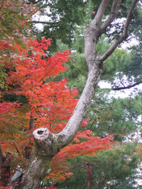紅葉・・・20連発　（前編）