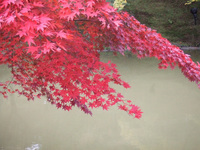紅葉・・・20連発　（後編）