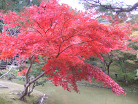 紅葉・・・20連発　（後編）