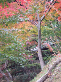 紅葉・・・20連発　（後編）