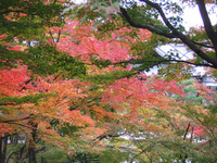 紅葉・・・20連発　（後編）