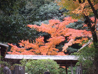 紅葉・・・20連発　（後編）