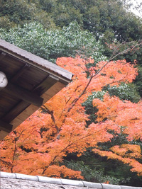 紅葉・・・20連発　（後編）