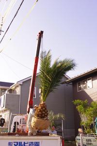 シンボルツリー植えました。