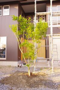 シンボルツリー植えました。