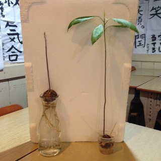 アボカド４か月後
