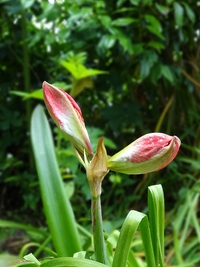間もなく開花