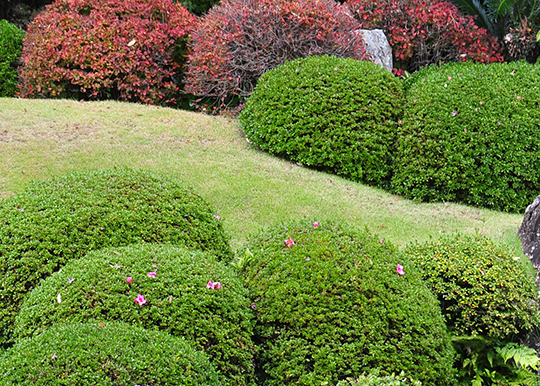 龍潭寺の紅葉